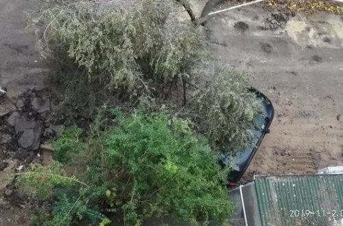 Güclü külək ağacı tanınmış yazarın maşınının üstünə aşırdı - FOTO