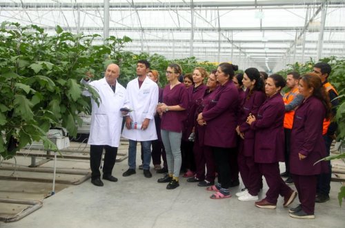 Dövlət Məşğulluq Xidməti işəgötürənlərin sifarişi ilə peşə kurslarının təşkilinə başladı