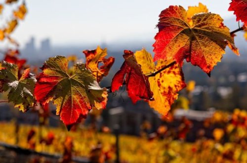 Sabahın havası: 19 dərəcə isti olacaq