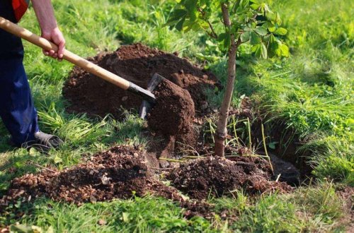 650 min ağac əkilməsi təşəbbüsü çərçivəsində Bakı-Xaçmaz yolunun ətrafı yaşıllaşdırılacaq