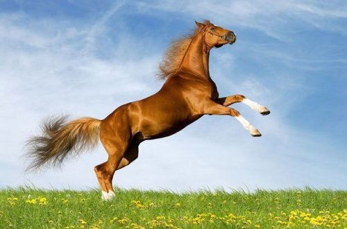 Лошадь вернулась в горящую конюшню и спасла семью от смерти - ВИДЕО