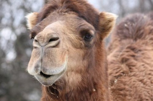 «Корабли пустыни» в Мингячевире: азербайджанец разводит экзотических животных - ВИДЕО