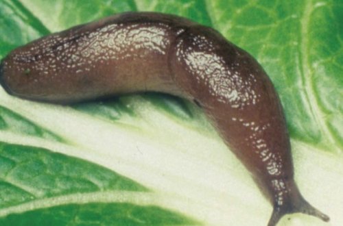 DİQQƏT! İlbizlər QATİL imiş - İldə yüzlərlə insanı ÖLDÜRÜR / Video