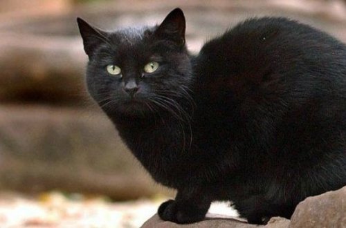 Qara pişik futbol matçına mane oldu - VİDEO