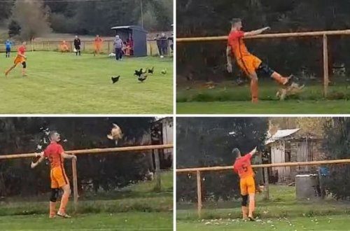 Futbolçu toyuğu stadiondan qovarkən özü qovuldu - VİDEO