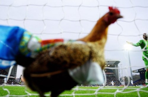 Футболист убил курицу ударом ноги во время матча и был удален – ВИДЕО