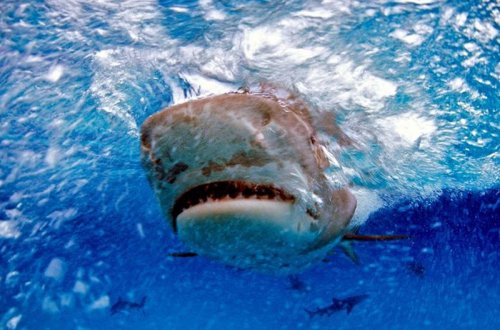 Köpək balığının mədəsindən barmağında nişan üzüyü olan insan əli çıxdı - FOTO
