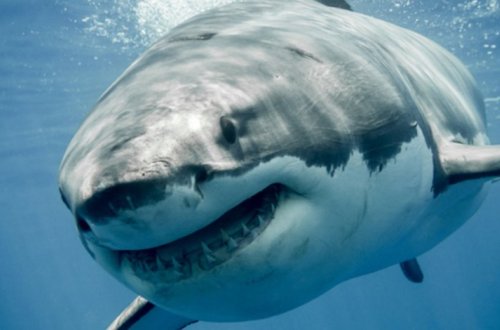 Бесследно пропавшего туриста нашли в желудке акулы