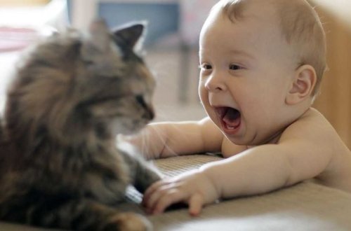 Pişik körpəni ölümdən xilas etdi – VİDEO