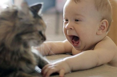 Pişik körpəni ölümdən xilas etdi - VİDEO