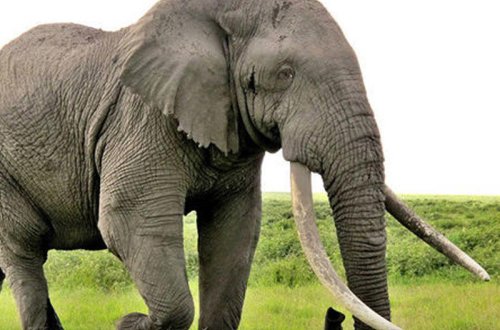 Fil turistlərin gözü qarşısında ərazisinə gələn begemota dərs verdi - VİDEO