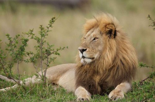 Беззаботный кабан разбудил четырех львов и остался жив - ВИДЕО