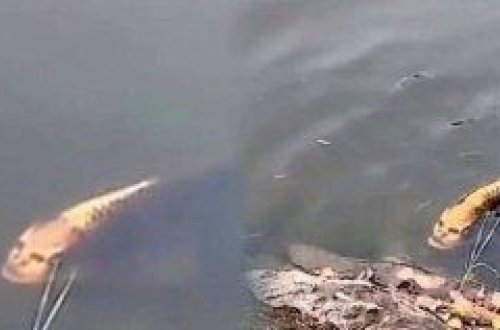 İnsan simalı balıq görənləri şoka saldı - VİDEO