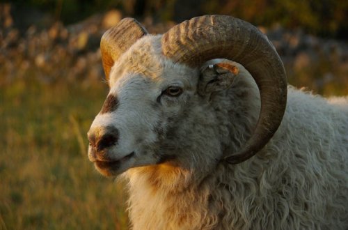 Salyanda qoç 63 yaşlı qadını vuraraq xəsarət yetirib