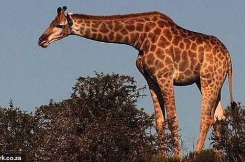 13 turisti daşıyan mikroavtobusun üstünə zürafə düşdü - FOTO