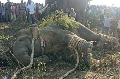 В Индии поймали слона по кличке бен Ладен, убившего пять человек