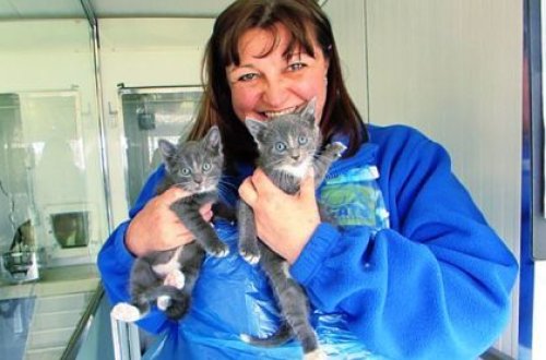 Qadın pişiklərə görə yüksək maaşdan imtina etdi