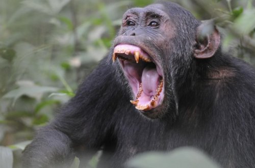 В Уганде шимпанзе начали войну против крестьян, вырубающих леса