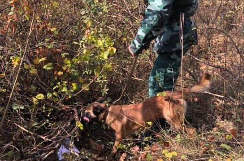 DSX-dən meşə əməliyyatı: Silahlar aşkarlandı - FOTO