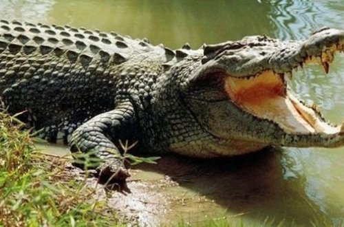 Подросток вырвал сестру из пасти крокодила и спас ей жизнь - ФОТО