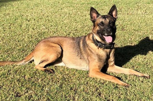 Военного кинолога загрызли собственные овчарки - ФОТО