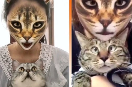 Кошкам показали кошачьи фильтры для соцсетей. Ужас в глазах через 3, 2, 1… - ВИДЕО