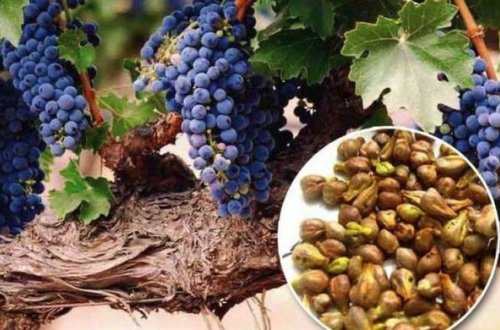 Üzümün tumu Moskva sakininin həyatına son qoydu