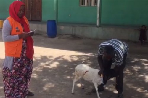 Xuraman Şuşalı 4-cü dəfə ana oldu, qızı üçün Afrikada qurban kəsdirdi - VİDEO