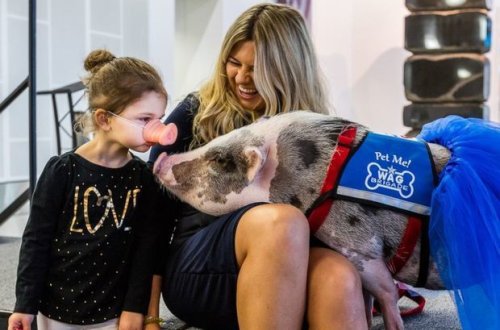 В американском аэропорту свинья успокаивает пассажиров-аэрофобов - ВИДЕО