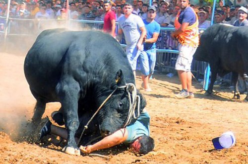 Bəslədiyi buğa müəllimi öldürdü- FOTO