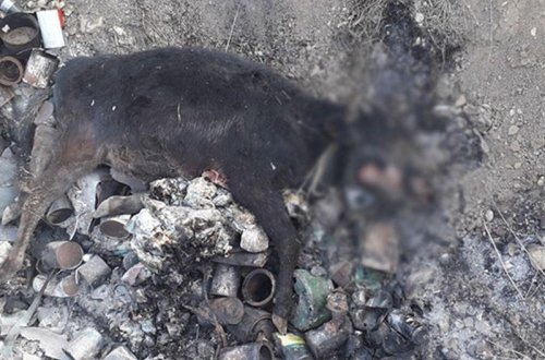 Göyçayda heyvanlar arasında ciddi xəstəlik yayılıb - FOTO