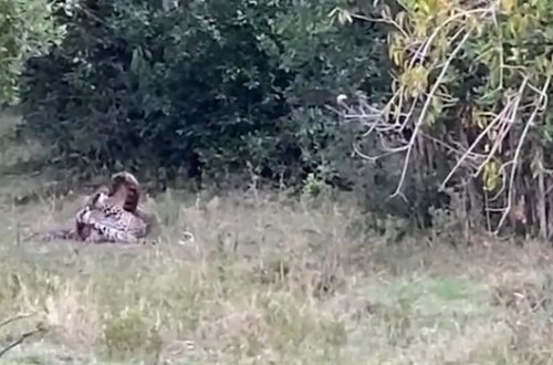 Bəbiri yemək istəyən nəhəng piton şikara çevrildi - VİDEO