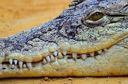 Мужчина в одних шортах четыре дня выживал в кишащем крокодилами лесу