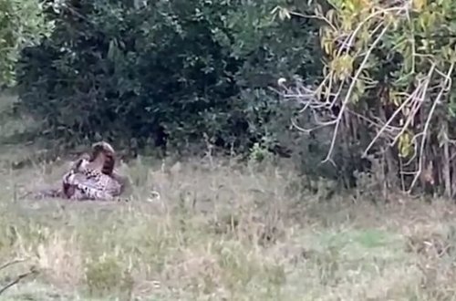 Леопард напал на огромного питона и чуть не погиб - ВИДЕО