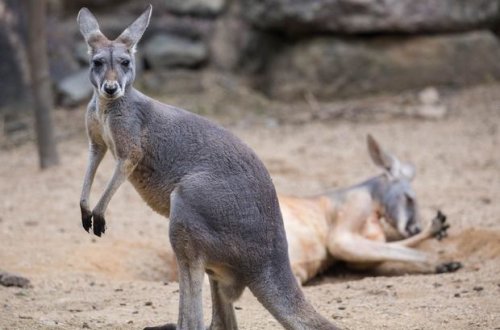 Кенгуру изуродовал гулявшую с собакой женщину - ФОТО