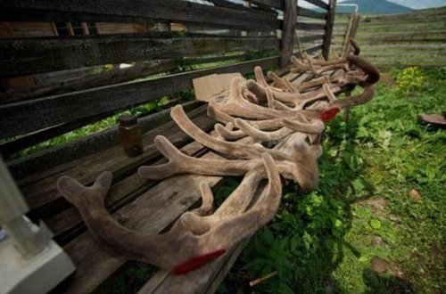 Viaqra belə hazırlanırmış: ŞOK GÖRÜNTÜLƏR – FOTOLAR (+18)