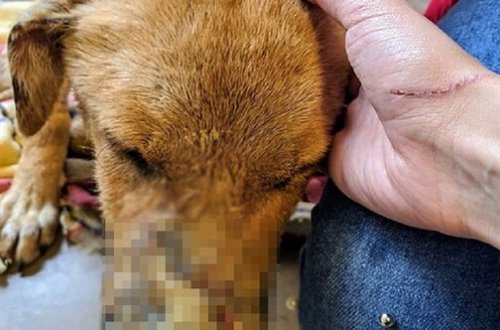 İti insanların gözü qarşısında güllələdi — Azərbaycanda vəhşilik – FOTO