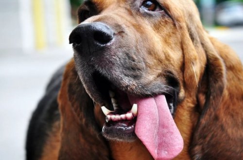 Мужчина умер после того, как его облизал питомец