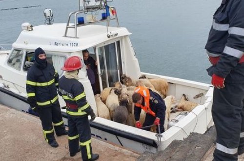 Qara dənizdə gəmi çevrildi: 14 min qoyun batdı – FOTO