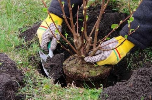 Kənd Təsərrüfatı Nazirliyi Çindən 1 milyon tut tingi gətirəcək