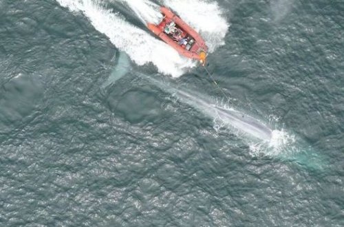 Alimlər yer üzündəki ən böyük heyvanın nəbzini ölçdülər