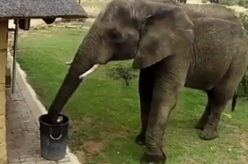 İnsanları utandıran görüntülər-Fil yerdəki zibili toplayıb zibil qabına atdı