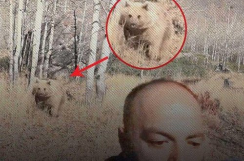 Türkiyədə ayı reportyora hücum elədi - ANBAAN VİDEO