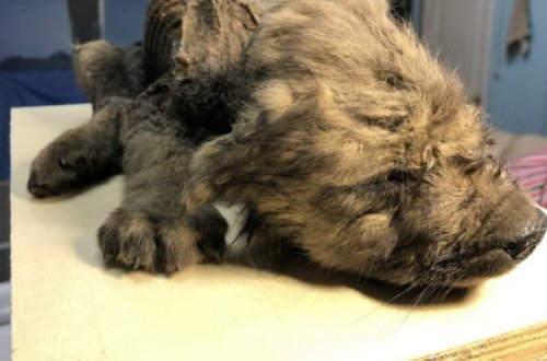 Обнаруженного в Сибири щенка назвали самой древней собакой в мире - ФОТО