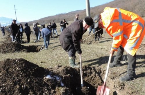 В Гусаре будет посажено 6 тысяч деревьев по случаю 650-летнего юбилея Имадеддина Насими - ФОТО