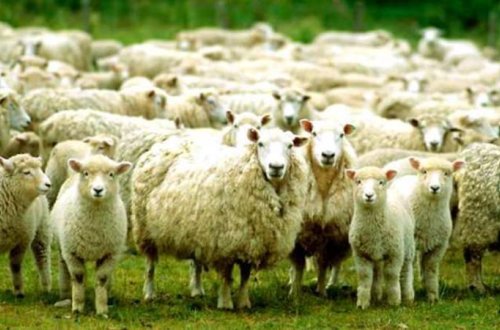 Qoyun öldü, quzu “ana” deyə mələməyə başladı - Video