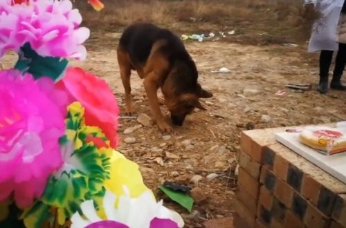 Sadiq heyvan sahibini qəbirdən çıxarmağa can atdı – VİDEO