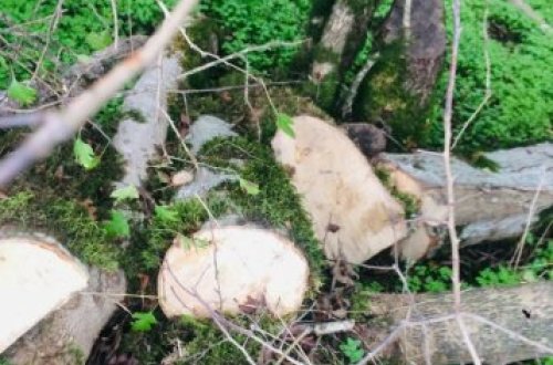 Masallıda dəhşətli “ekoloji terror” hökm sürür - NAZİRƏ MÜRACİƏT