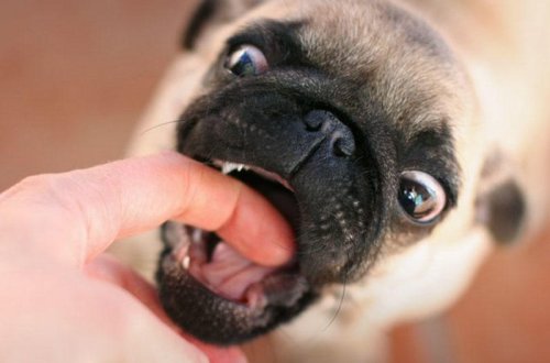 Küçə itinin dişlədiyi kişinin gözündən iri qurd çıxarıldı - Tibdə kuryoz