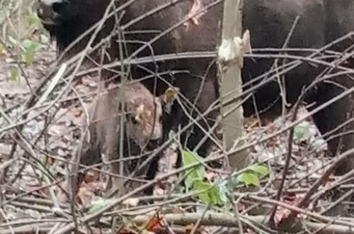 Azərbaycanda ilk zubr balası doğuldu - FOTOLAR